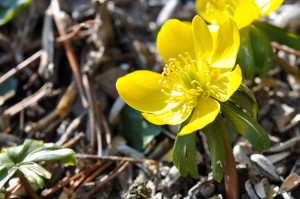 potentilla-675002_1280